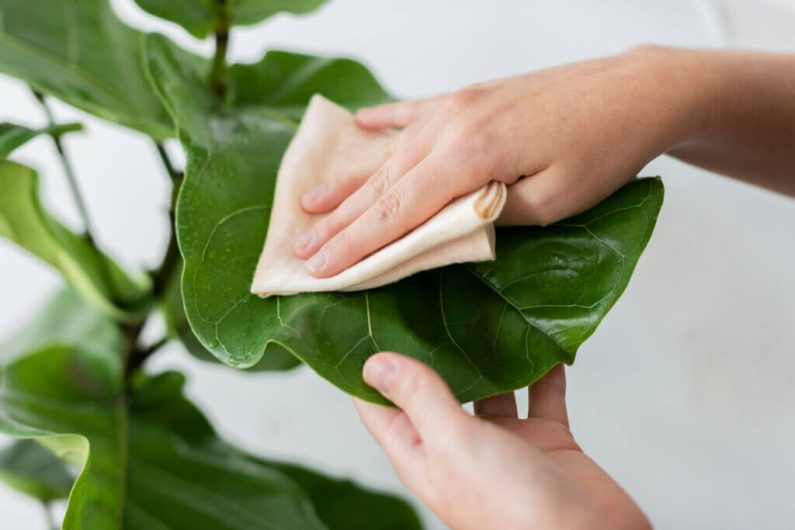 20 Surprising Plant Care Tips You’ve Never Heard Before